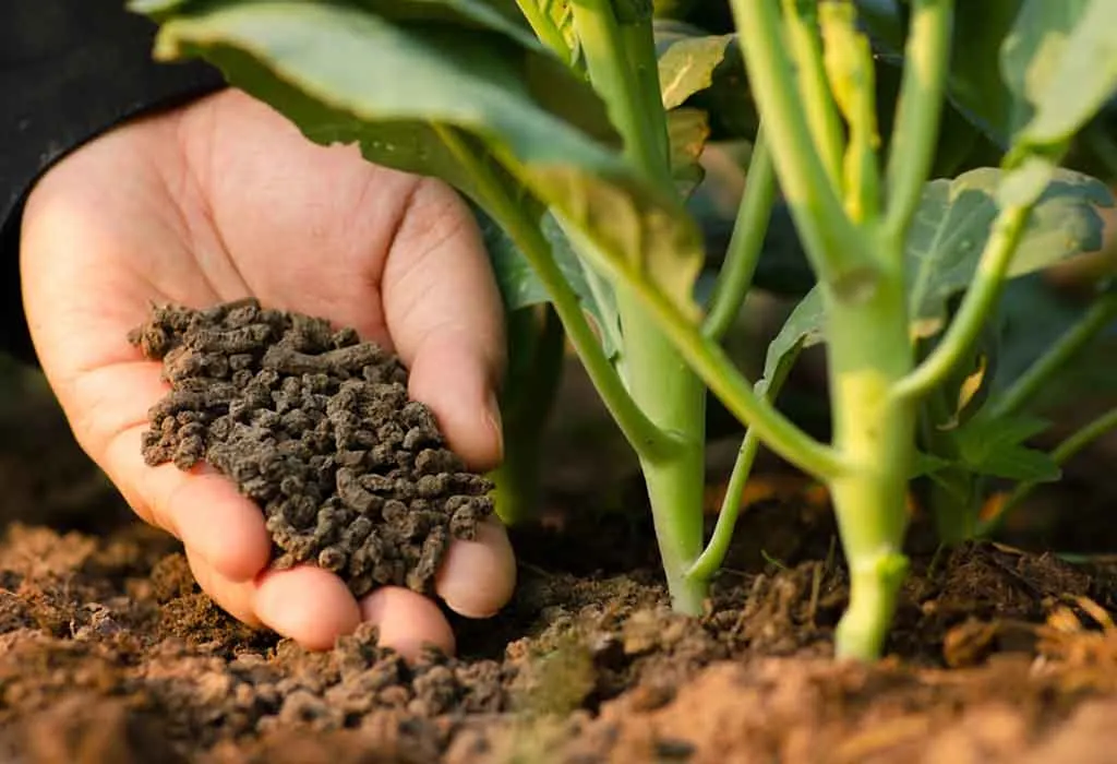 Tea Seed Meal manufacturer Tea Seed Meal manufacturer